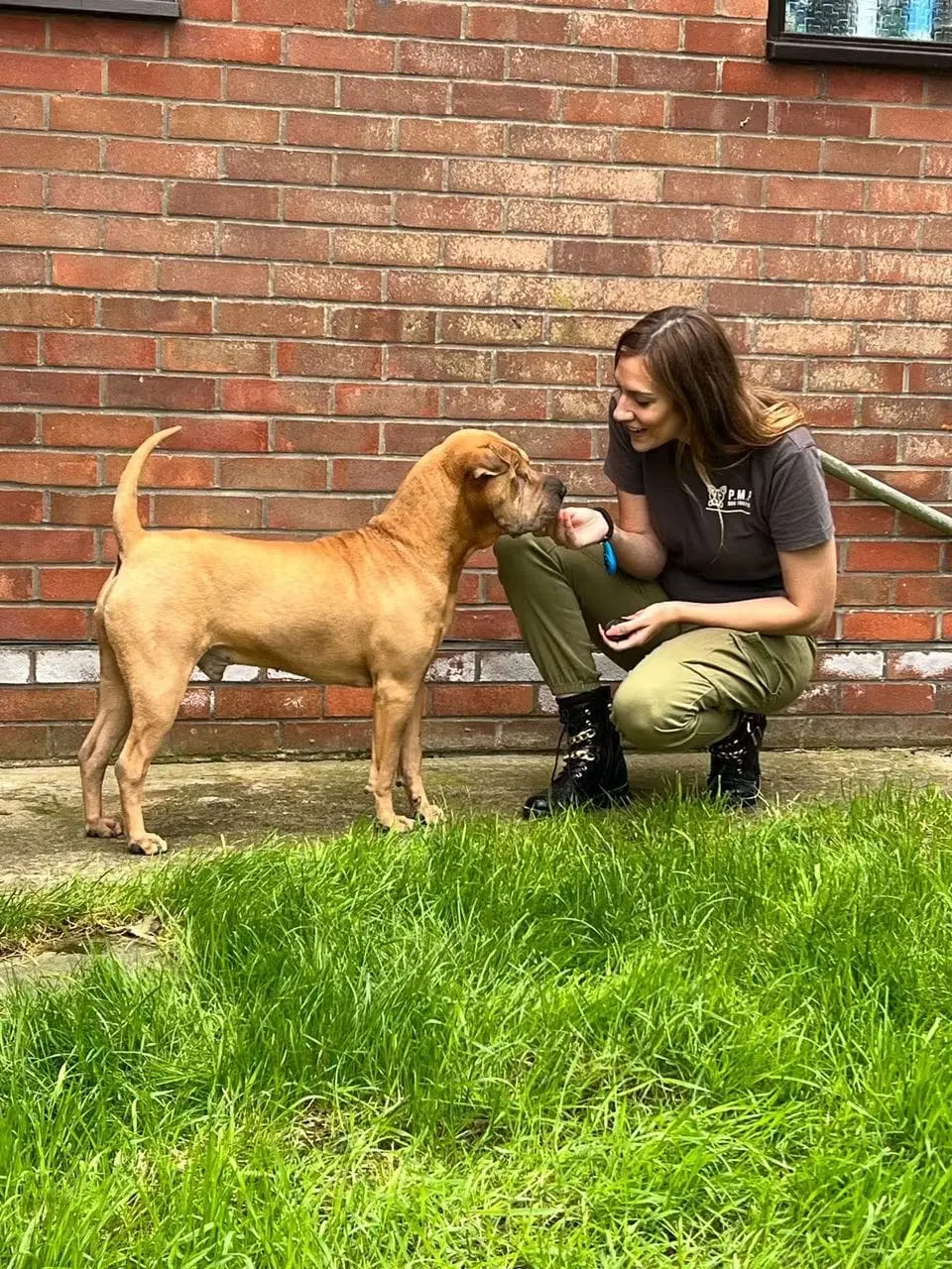 Dog trainer working closely with a dog beside a brick wall