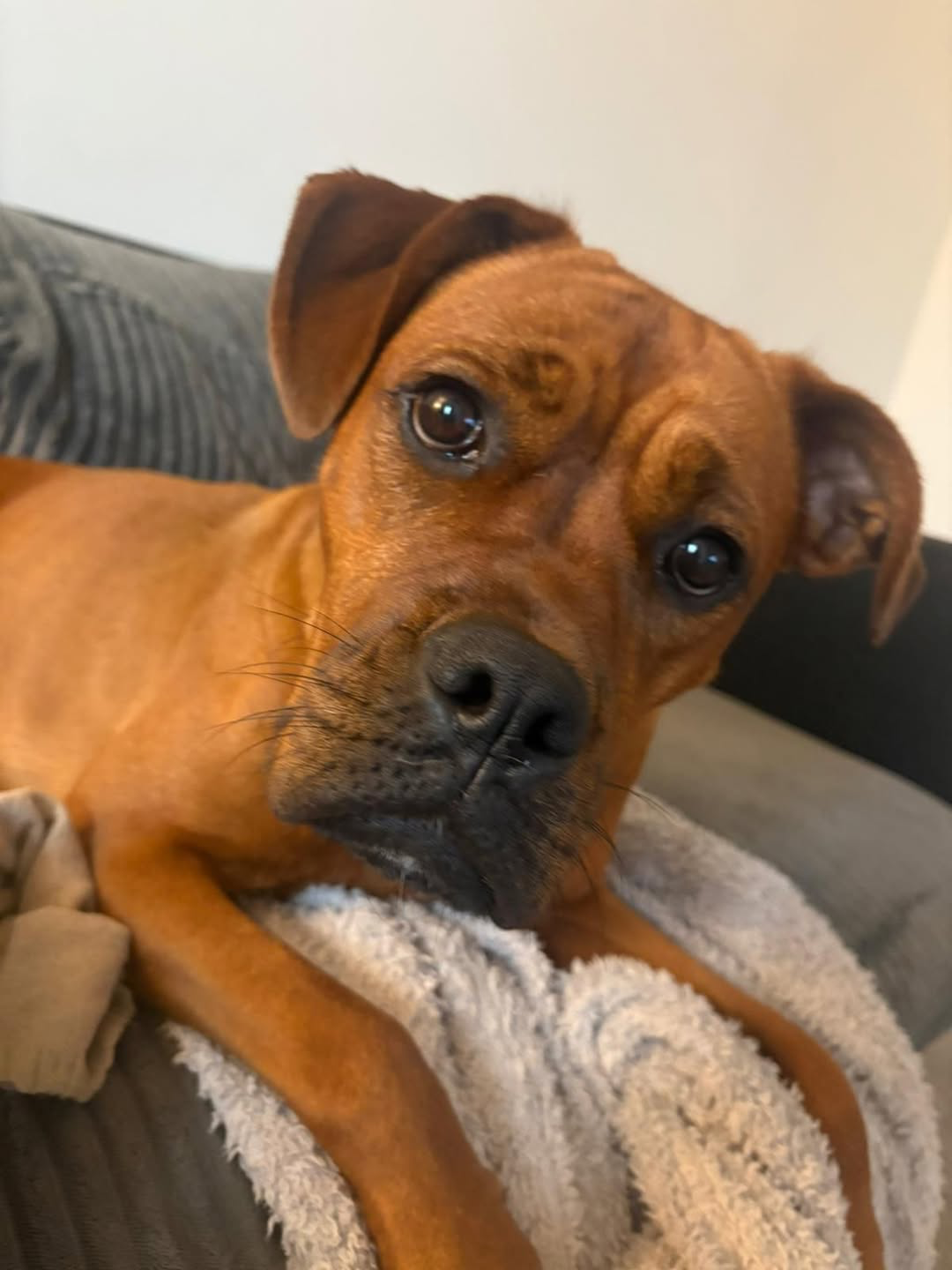 Betsy, a tan dog resting her head on a blanket and looking at the camera
