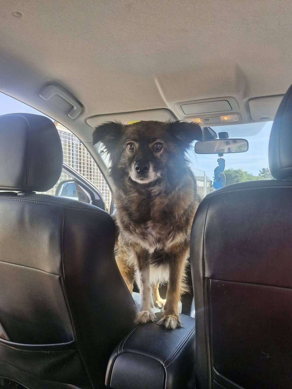 Tiagi, the family’s smaller rescue dog, standing on a car seat
